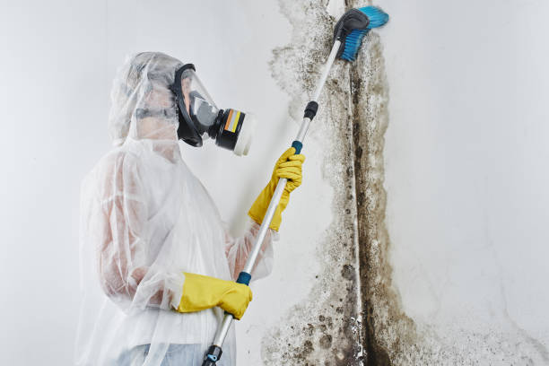 Mold Testing and Removal in The Woodlands, TX