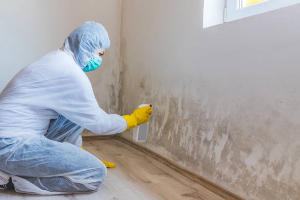 Best Black Mold Removal  in The Woodlands, TX