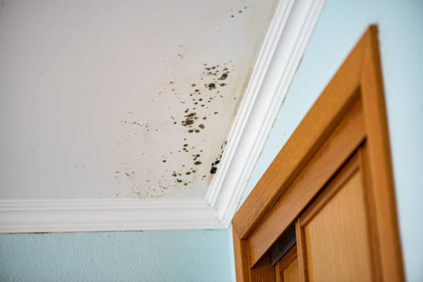 Best Residential Mold Removal  in The Woodlands, TX