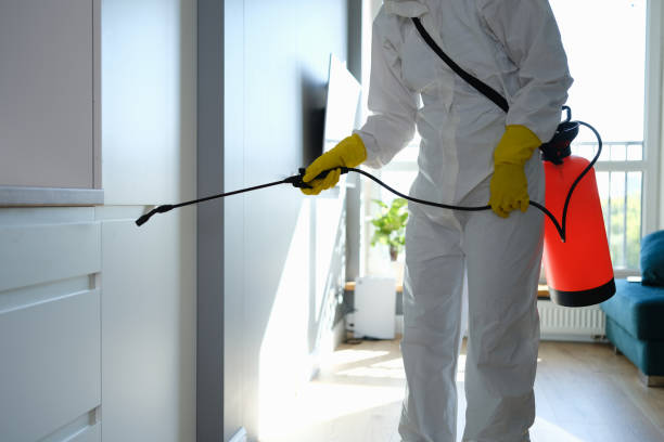 Best Mold Removal Specialists  in The Woodlands, TX