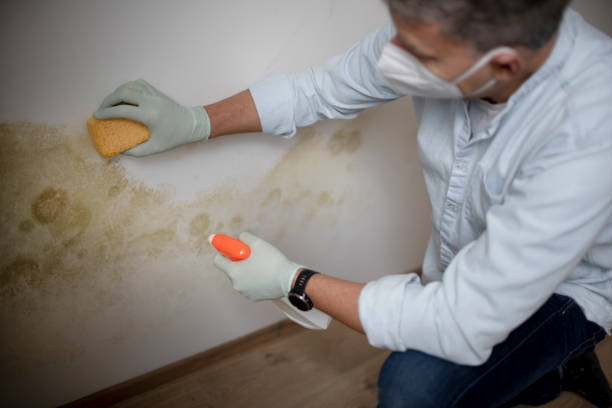 Best Mold Testing  in The Woodlands, TX