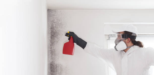 Best Certified Mold Removal  in The Woodlands, TX