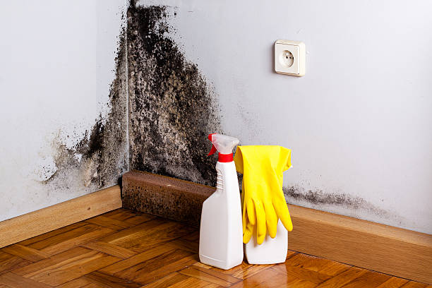 Best Professional Mold Removal  in The Woodlands, TX